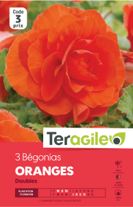 Bégonia double orange - Teragile - X3