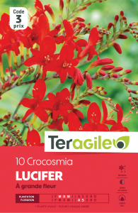Croscosmia lucifer - Teragile - X10