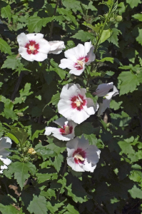 Hibiscus syriacus 'Helène' - Contenant de 4 litres