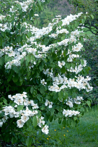 Viorne de Chine - Viburnum plicatum 'Summer Snowflake' - Contenant de 4 litres