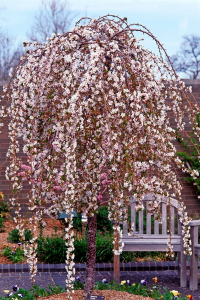 Cerisier du Japon - Prunus 'Snow fountains' - 1/2  tige - Contenant de 15 litres
