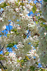 Cerisier du Japon - Prunus serrulata 'Ukon' - 1/2 tige - Co ntenant de 15 litres
