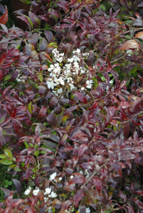 Deutzia gracilis nikko - Contenantde 4 litres