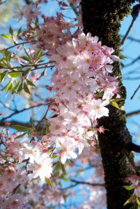 Cerisier du Japon - Prunus subhirtella 'Autumnalis Rosea' - C ontenant de 15 litres