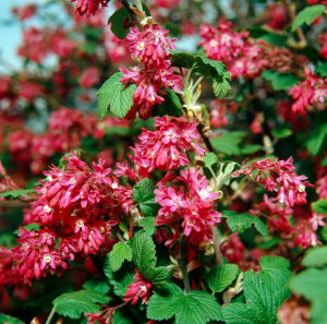 Groseillier à fleurs - Ribes sanguineum'Pulborough Scarlet ' - Contenant de 4 litres