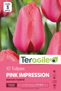 Tulipe darwin  pink impression -Calibre 12/+ -X10 - Teragile
