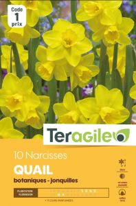 Narcisse botanique quail - Calibre 10/12 - X10 - Teragile