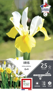 Iris hollandica apollo - Calibre 8/9 - X25