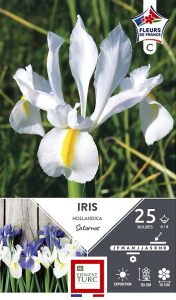 Iris hollandica saturnus - Calibre 8/9 - X25