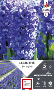 Jacinthe de bretagne bleu de delft - Calibre 15/+ - X5