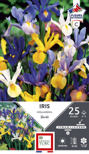 Iris hollandica - Variés - Calibre 8/9 - X25