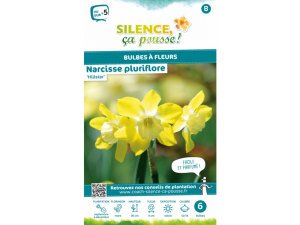 Narcisse pluriflore hillstar - Calibre 12/14 - X6