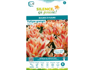Tulipe greigii quebec - Calibre 12/+ - X8