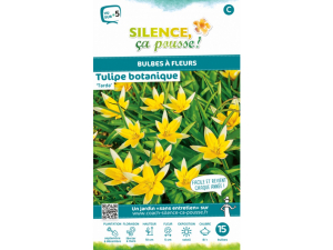 Tulipe botanique tarda - Calibre 8/+ - X15