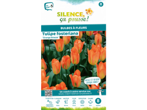 Tulipe fosteriana purissima - Calibre 12/+ - X8