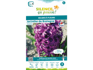 Jacinthe de Bretagne - Violette - Calibre 15/16  - X4
