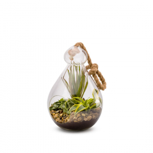 Terrarium Globe Mix - 3 plantes