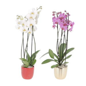 Orchidée phalaenopsis 3 branches et cache-pot