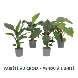 Plantes vertes - Variété au choix - Potde 19 cm