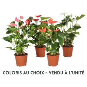 Anthurium - Pot de Ø14 cm - Coloris au choix