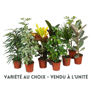 Plante verte en pot de Ø17 cm - Variétéau choix