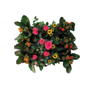 Mini plante fleurie - Variété au choix - Pot de 6 cm