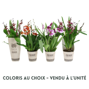 Orchidée Cambria Chico - Pot de 12 cm- Coloris au choix