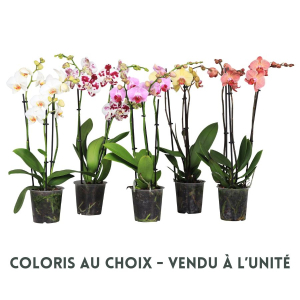 Phalaenopsis 3 branches - Pot de 12 cm - Coloris au choix