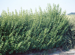 Troène de Californie - Ligustrum ovalifolium - Contenant de 2 litres