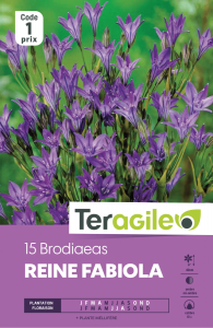 Brodiaea koningin fabiola  - Teragile -X15
