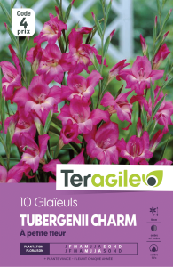 Glaïeul charm - Teragile - X10