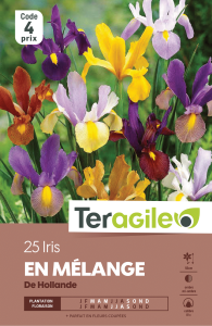 Iris - Variés - Teragile - X25