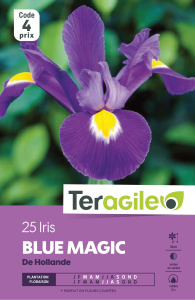Iris hollande blue magic - Teragile - X25
