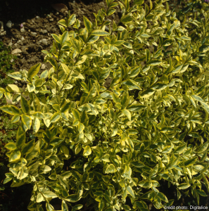 Troène de Californie - Ligustrum ovalifolium aureum - Contenant de 2 litres