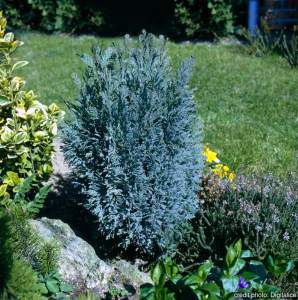 Juniperus stricta - Contenant de 2 litres