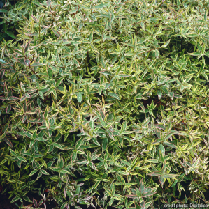 Millepertuis moseriarum 'Tricolor' - Contenant de 4 litres