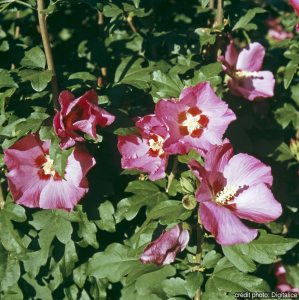 Hibiscus woodbridge - Contenant de 4 litres