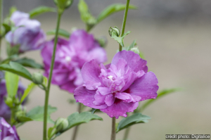 Hibiscus syriacus purple ruffle - Contenant de 4 litres