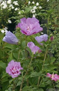 Hibiscus lavender chiffon - Contenant de 4 litres