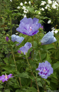 Hibiscus bleu chiffon - Contenant de 4 litres