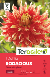Dahlia bodacious - Teragile - X1