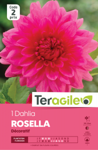 Dahlia rosella - Teragile - X1