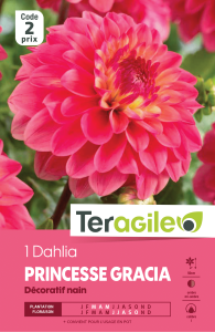Dahlia princesse garcia - Teragile - X1