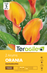 Arum orania - Teragile - X1