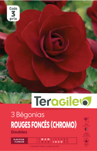 Bégonia double rouge fonce - Teragile -X3