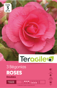 Bégonia double rose - Teragile - X3