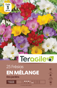 Freesia variés - Teragile - X25