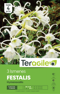 Ismene festalis - Teragile - X3