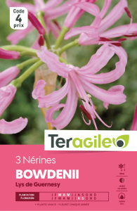 Nérine bowdenii - Teragile - X3