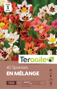 Sparaxis - Variés - Teragile - X40